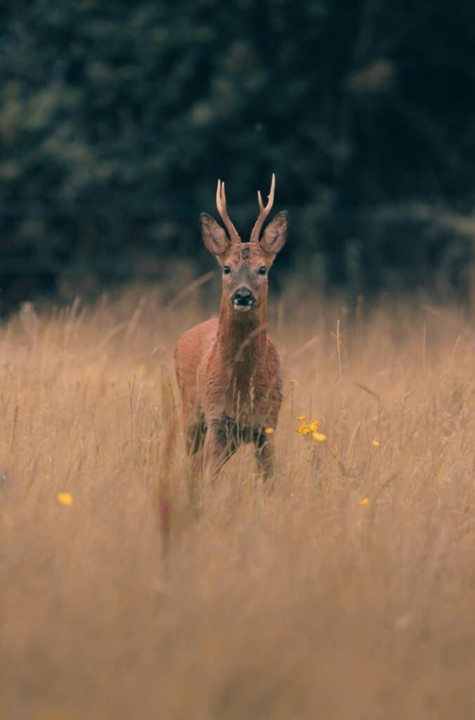 A deer standing in a field of tall grass